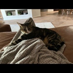 Meet your Posher, Jackson